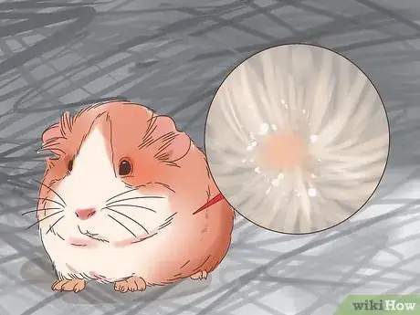 Imagen titulada Treat Mites and Lice in Guinea Pigs Step 7