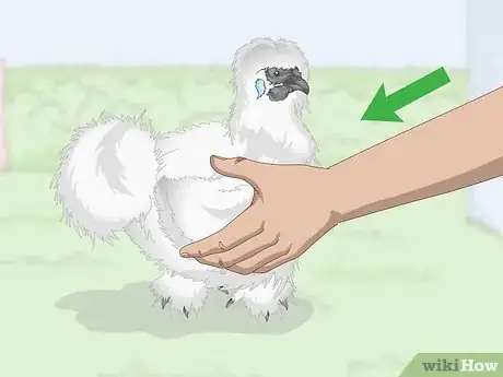 Imagen titulada Pet a Chicken Step 5