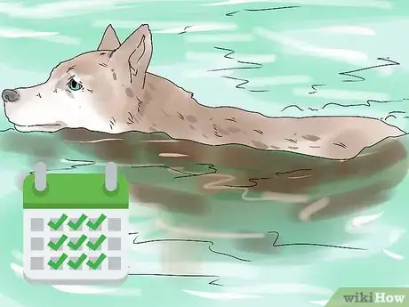 Imagen titulada Build a Dog's Muscles Step 3