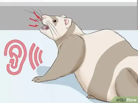 Imagen titulada Understand Ferret Body Language Step 11