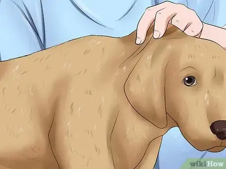 Imagen titulada Determine if a Dog Is Dehydrated Step 2