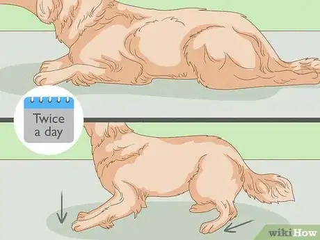 Imagen titulada Strengthen an Old Dog's Hind Legs Step 8