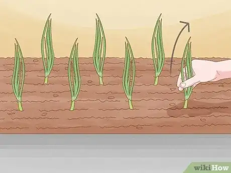 Imagen titulada Give Cat Grass to a Cat Step 12