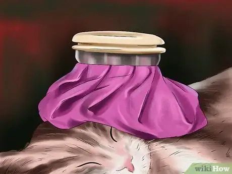 Imagen titulada Treat a Bee Sting on a Cat Step 5