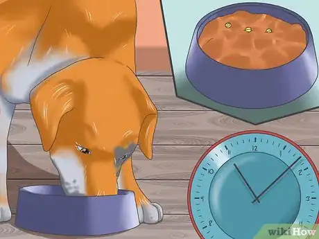 Imagen titulada Deal with Severe Motion Sickness in Dogs Step 2