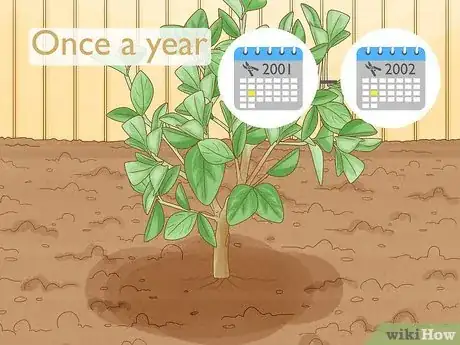 Imagen titulada Prune Citrus Trees Step 1