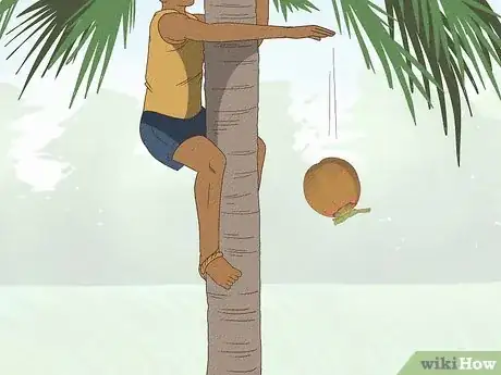 Imagen titulada Harvest a Coconut Step 12