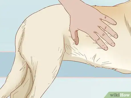 Imagen titulada Remove Sticky Barbed Seeds from Your Dog's Fur Coat Step 5