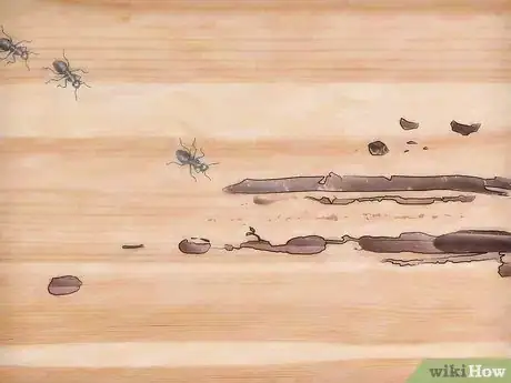 Imagen titulada Get Rid of Carpenter Ants Step 3