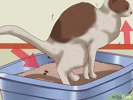 Imagen titulada Cure a Cat of Constipation Step 3