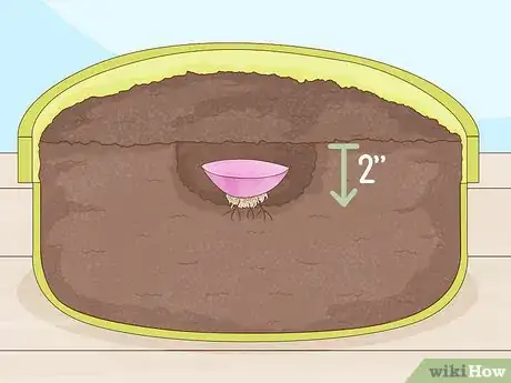 Imagen titulada Grow Onions Indoors Step 4