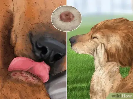 Imagen titulada Diagnose Skin Masses on Dogs Step 4