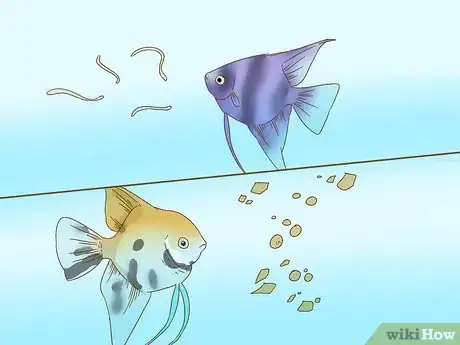 Imagen titulada Care for an Angelfish Step 6