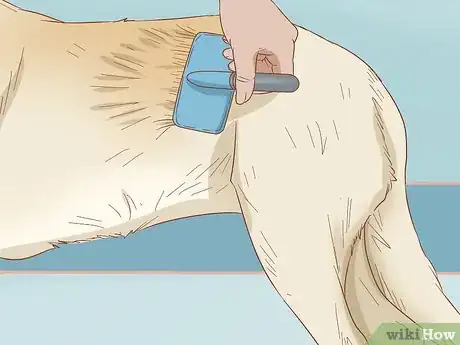 Imagen titulada Remove Sticky Barbed Seeds from Your Dog's Fur Coat Step 4