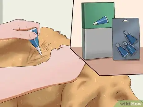 Imagen titulada Kill Fleas on Dogs Step 6