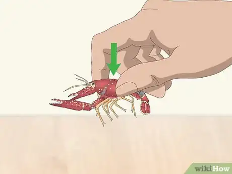 Imagen titulada Play With a Crayfish Step 4