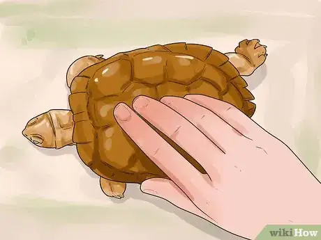 Imagen titulada Find a Turtle Step 6