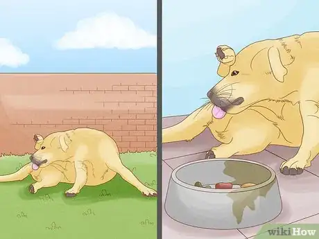 Imagen titulada Diagnose and Treat Your Dog's Itchy Skin Problems Step 3