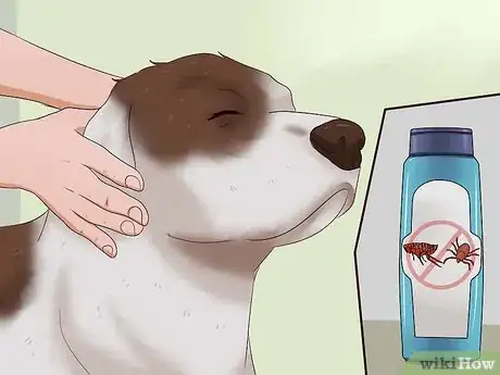 Imagen titulada Kill Fleas on Dogs Step 1
