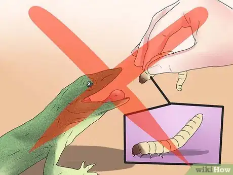 Imagen titulada Feed a Lizard Step 8
