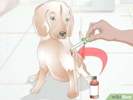 Imagen titulada Treat Benign Fatty Skin Tumors on Dogs Step 11