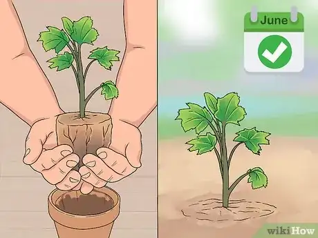 Imagen titulada Grow Delphinium Step 17