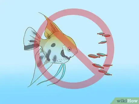 Imagen titulada Care for an Angelfish Step 9