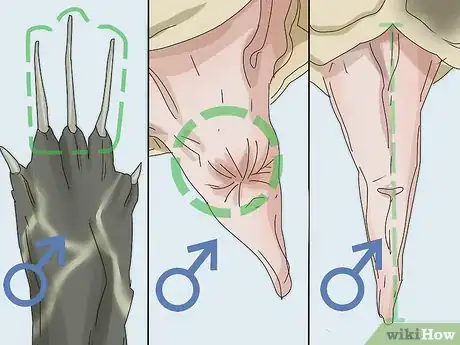 Imagen titulada Tell If a Turtle Is Male or Female Step 8
