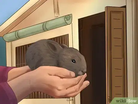 Imagen titulada Get Your Bunny Used to You Step 4