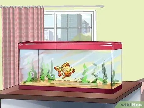 Imagen titulada Identify Finrot Step 12