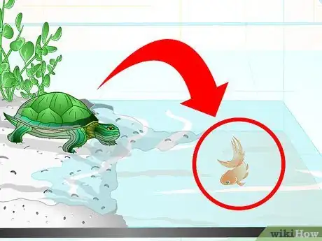 Imagen titulada Put a Sucker Fish in a Tank With a Turtle Step 9