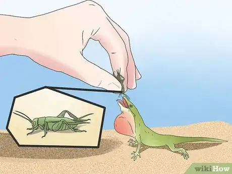 Imagen titulada Feed a Lizard Step 4