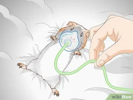Imagen titulada Treat Respiratory Problems in Guinea Pigs Step 6