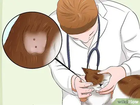 Imagen titulada Care for an FIV Infected Cat Step 19