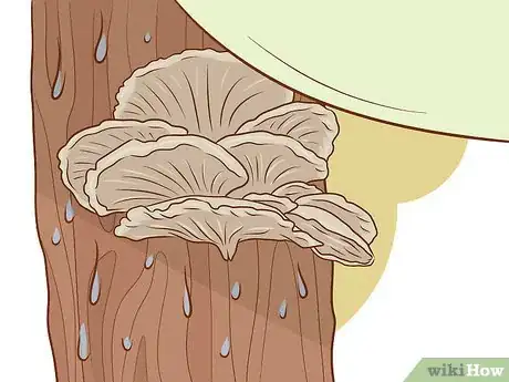 Imagen titulada Grow Edible Mushrooms Step 16
