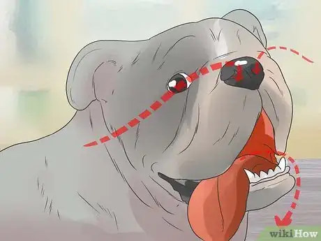 Imagen titulada Tell if a Dog Is in Pain Step 4