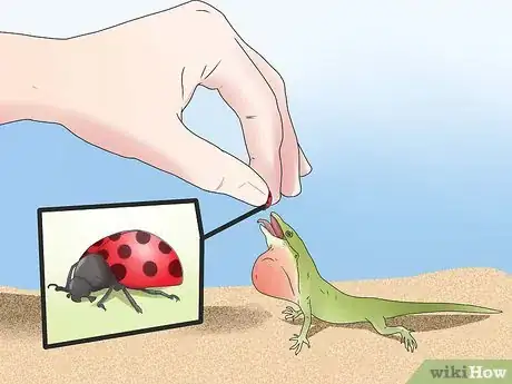 Imagen titulada Feed a Lizard Step 2