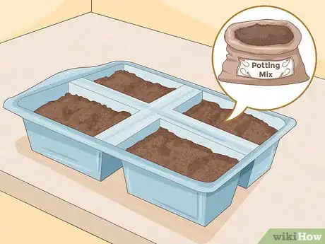 Imagen titulada Grow Onions Indoors Step 9