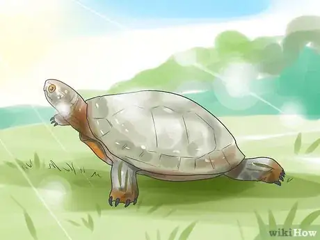 Imagen titulada Pet a Turtle Step 12