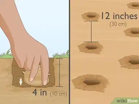 Imagen titulada Grow Potatoes from Potatoes Step 6