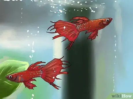 Imagen titulada Identify Finrot Step 1