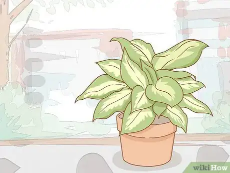 Imagen titulada Get Rid of Powdery Mildew on Plants Step 13