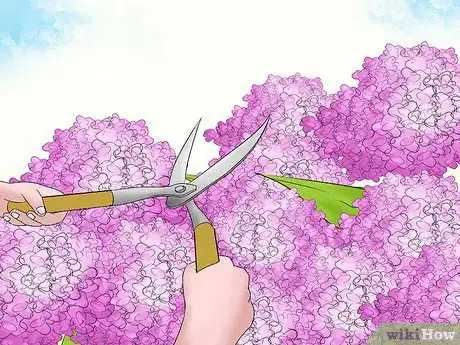 Imagen titulada Prune Hydrangeas Step 9