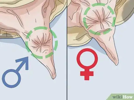 Imagen titulada Tell If a Turtle Is Male or Female Step 6