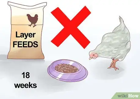 Imagen titulada Feed Chickens Step 9