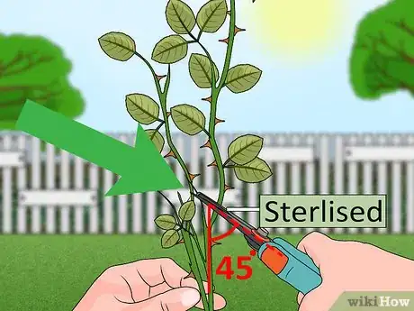 Imagen titulada Propagate Roses Step 5