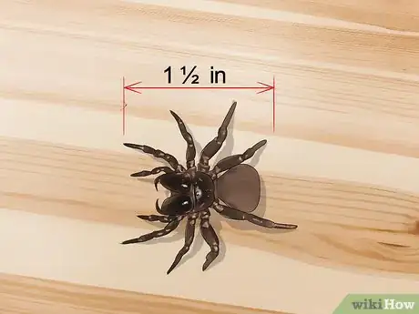 Imagen titulada Kill a Venomous Spider Step 3
