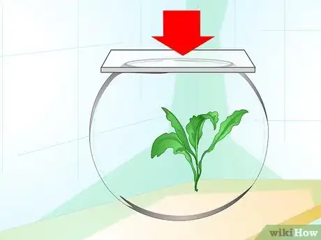 Imagen titulada Care for a Betta Fish in a Vase Step 3
