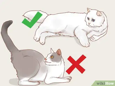 Imagen titulada Choose a Lap Cat Step 4