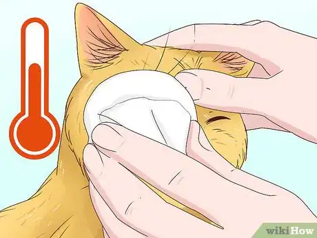 Imagen titulada Diagnose and Treat Blepharitis in Cats Step 10